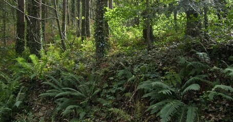 Wall Mural - A forest scene, dense with trees and undergrowth, appears untamed. Castlefreke the perfect destination for walking in West Cork. pano