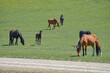 A herd of horses graze on a green field.