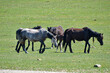 A herd of horses graze on a green field.