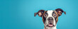  The image features a dog with a surprised expression and large, wide-open eyes on a blue background.