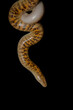 Arabian sand boa or Jayakar's sand boa, is a species of snake in the family Boidae. The species is endemic to the Arabian Peninsula and Iran where it spends the day buried in the sand.