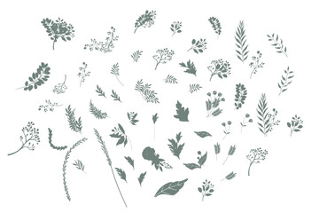 Wall Mural - Hand drawn botanical silhouette of branches, flowers and leaves. Vector illustration