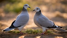 Pair Of Pigeons