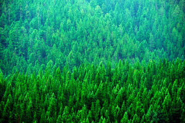 Wall Mural - Lush Green Pine Forest Forrest Environment Preservation