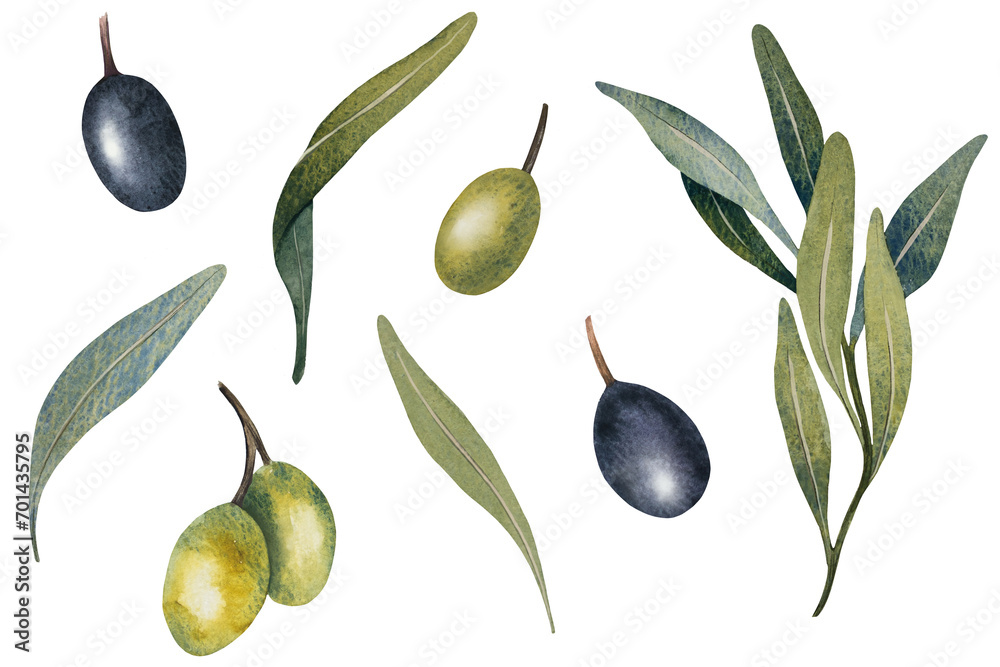 Watercolor olive tree leaves, branch, green and black olives fruit ...
