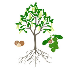 Wall Mural - Macadamia tree with flowers and nuts on a white background.