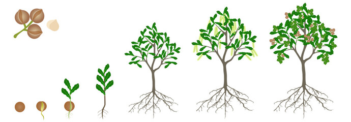 Wall Mural - Cycle of growth of macadamia tree on a white background.