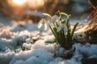 The first snowdrop blooms on the field among the last traces of snow at the golden hour. Generative AI