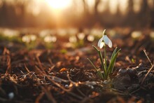 The First Snowdrop Blooms On The Field Among The Last Traces Of Snow At The Golden Hour. Generative AI