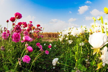 Wall Mural - Buttercups