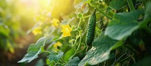 Organic Cucumber Plant With Yellow Flowers Young Cucumber Green Leaves And Creeping Vines On The Supporting Netting With Afternoon Sunlight In The Garden. Creative Banner. Copyspace Image