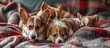 Red mommy dog welsh corgi pembroke with her puppies lies on a knitted plaid Sad tired look. Creative Banner. Copyspace image