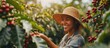 Smiling woman from Brazil picking red coffee seed on coffee plantation. Creative Banner. Copyspace image