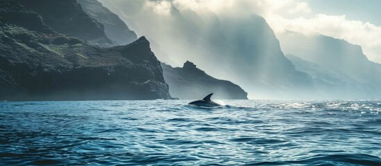 Poster - Whale watching with dolphin sighting off the coast of Tenerife. Creative Banner. Copyspace image