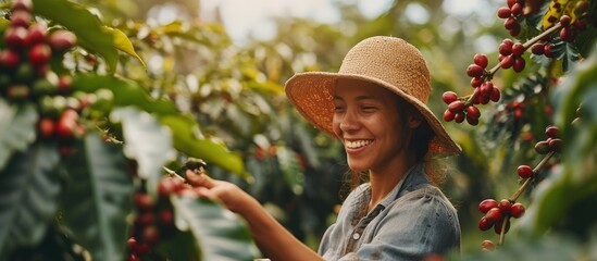 Poster - Smiling woman from Brazil picking red coffee seed on coffee plantation. Creative Banner. Copyspace image