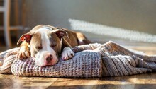 Young Pit Bull Puppy Dog Sleeping On Knitted Blanket