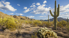 Giant Cactus In The Desert