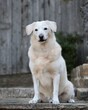 golden retriever dog, Texas Dog