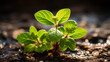 Grüne Pflanzentriebe frisch aus dem Boden / Erde / Wachstum