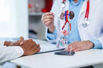 close-up of male patient consultation with doctor, explaining model of reproductive system, possibly discussing prostate cancer, cystitis, or urinary tract infection.