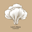 Lion's Mane mushroom vector, healthy medical mushroom illustration