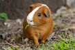 A guinea pig eating some grass