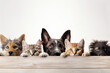 Cute dogs and cats peek over web banner. AI Generative forms a friendly pet header with attentive eyes.