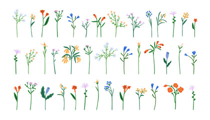 Wall Mural - Fragile flowers set. Floral stem, spring and summer plants. Abstract field and meadow blooms, wildflowers. Botanical natural design elements. Flat vector illustrations isolated on white background