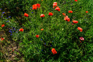 Wall Mural - Wild red poppy plants blossoming at spring