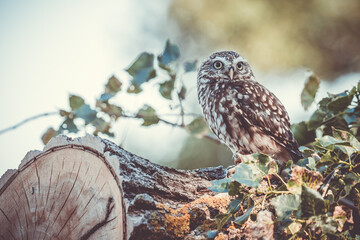 Wall Mural - Little owl in a tree 