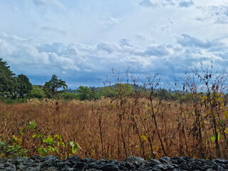 Canvas Print - Grassland with cloudy sky and stone wall.