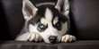 portrait of shy blue eyed Siberian husky dog on black background, Enigmatic Beauty Shy Husky Dog on Black Background