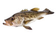 Atlantic cod fresh, Gadus morhua, fish of Greenland isoalted on white background