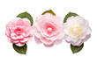 Camellia flowers isolated on white background PNG