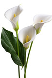 Top side closeup macro view of A collection two, three Arum lily flowers isolated on a white background PNG