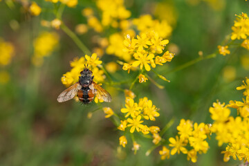 Wall Mural - Fly Tachina Fera sitting on a yellow flower