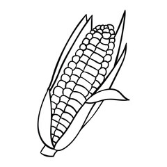 Wall Mural - Hand drawing style of corn vector. It is suitable for plant icon, sign or symbol.