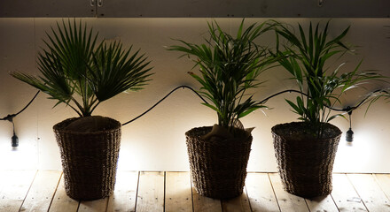 Wall Mural - A decoration of a houseplant placed by the wall illuminated by the lights of the room at night