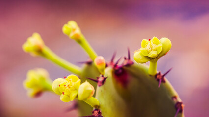 Wall Mural - Close up view of cactus flower in natural light.