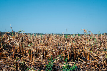 corn field under sky