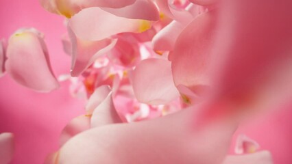 Aufkleber - Super Slow Motion of Falling Pink Rose Petals on Pink Background. Camera Placed on High Speed Cine bot, Rotating Around. Filmed on High Speed Cinema Camera, 1000 fps. Speed Ramp.