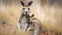 A Gray Kangaroo Mom Enjoying A Meal Of Grass, Her Joey Nestled Comfortably In Her Pouch