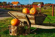 Pumpkins On A Wooden Cart Standing On A Green Meadow. Harvest Festival. Vegetables