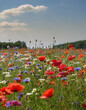 A summer meadow full of wildflowers, cornflowers, poppies and others in the sunlight on a summer day.