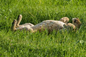 kenia africa lion in the wild