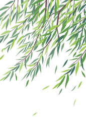 Wall Mural - Branches  of Willow Tree with Green Leaves
