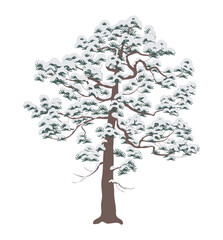 Wall Mural - Snow Covered Pine Tree Isolated on White