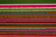 aerial overhead shot of colorful horizontally striped tulips field