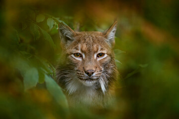 Wall Mural - eurasian lynx, portrait of wild cat hidden in orange branch, animal in the nature habitat, czech rep