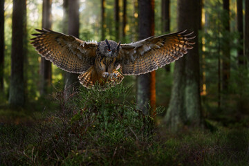 Autumn forest light. Eurasian Eagle Owl, Bubo Bubo, sitting on the tree trunk, wildlife photo with wide angle lens, forest habitat, Germany. Bird  with trees, green nature.
